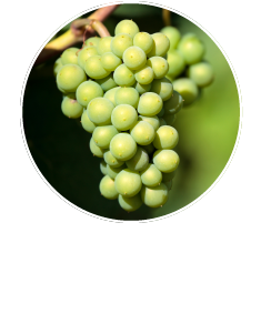 乳酸桿菌/ブドウ果汁発酵液