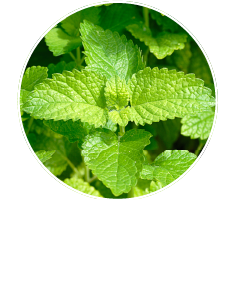 メリッサ葉エキス(レモンバームエキス)
