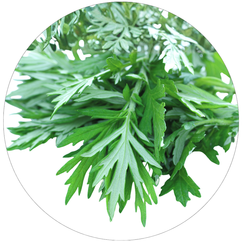 ヨモギ葉エキス