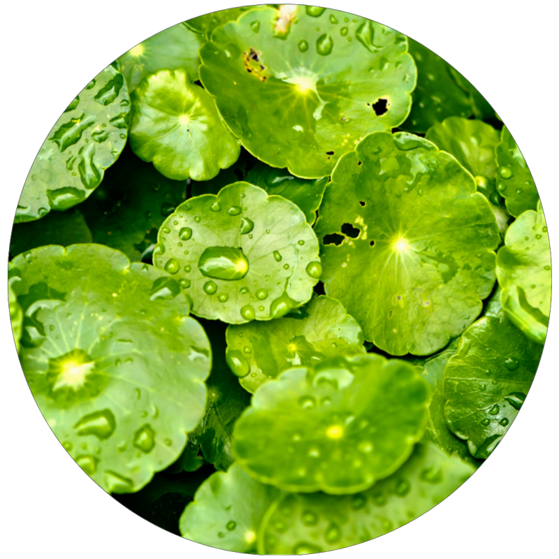 ツボクサエキス