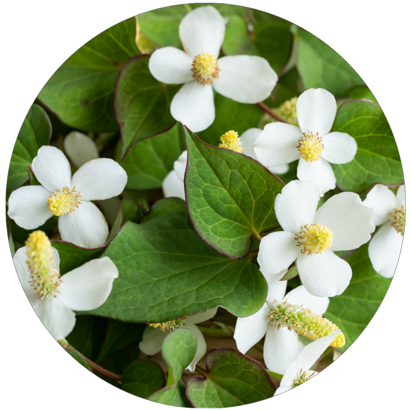 ドクダミエキスス