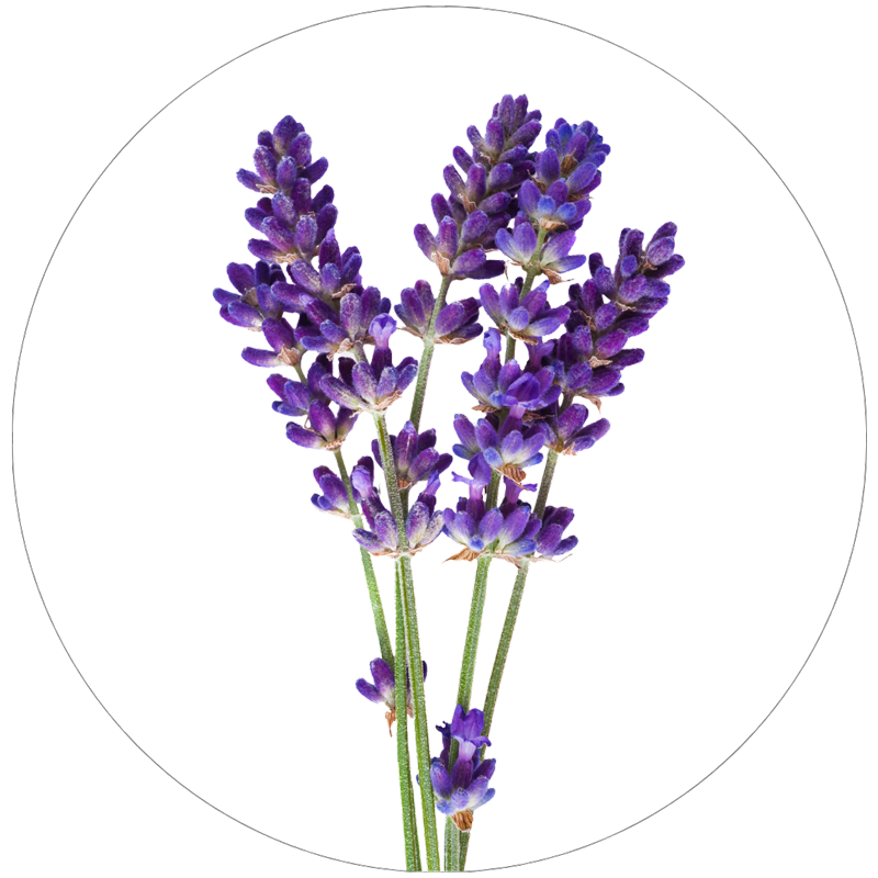 ラベンダー花エキス