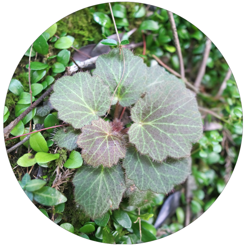 ユキノシタエキス