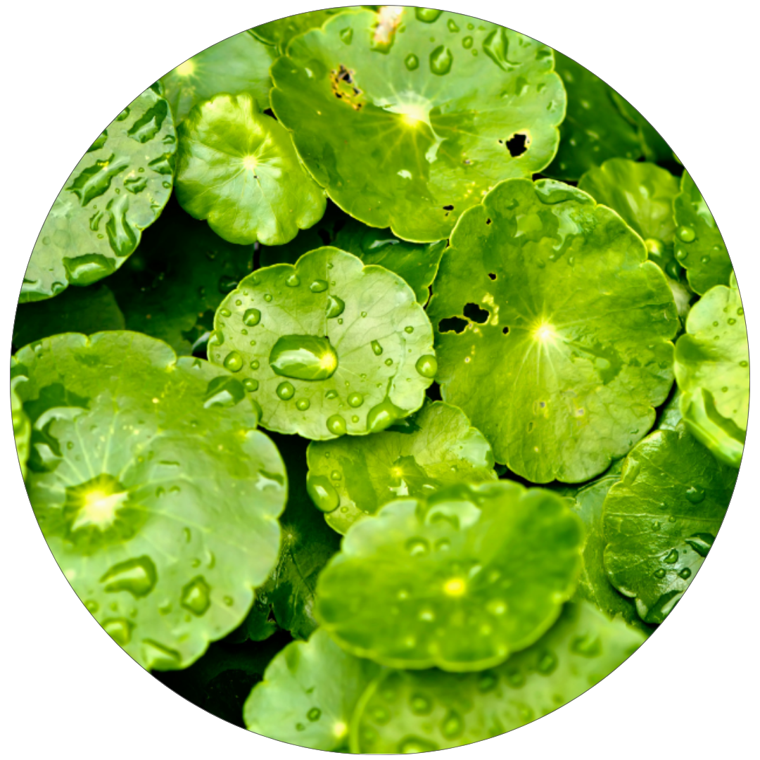 ツボクサエキス