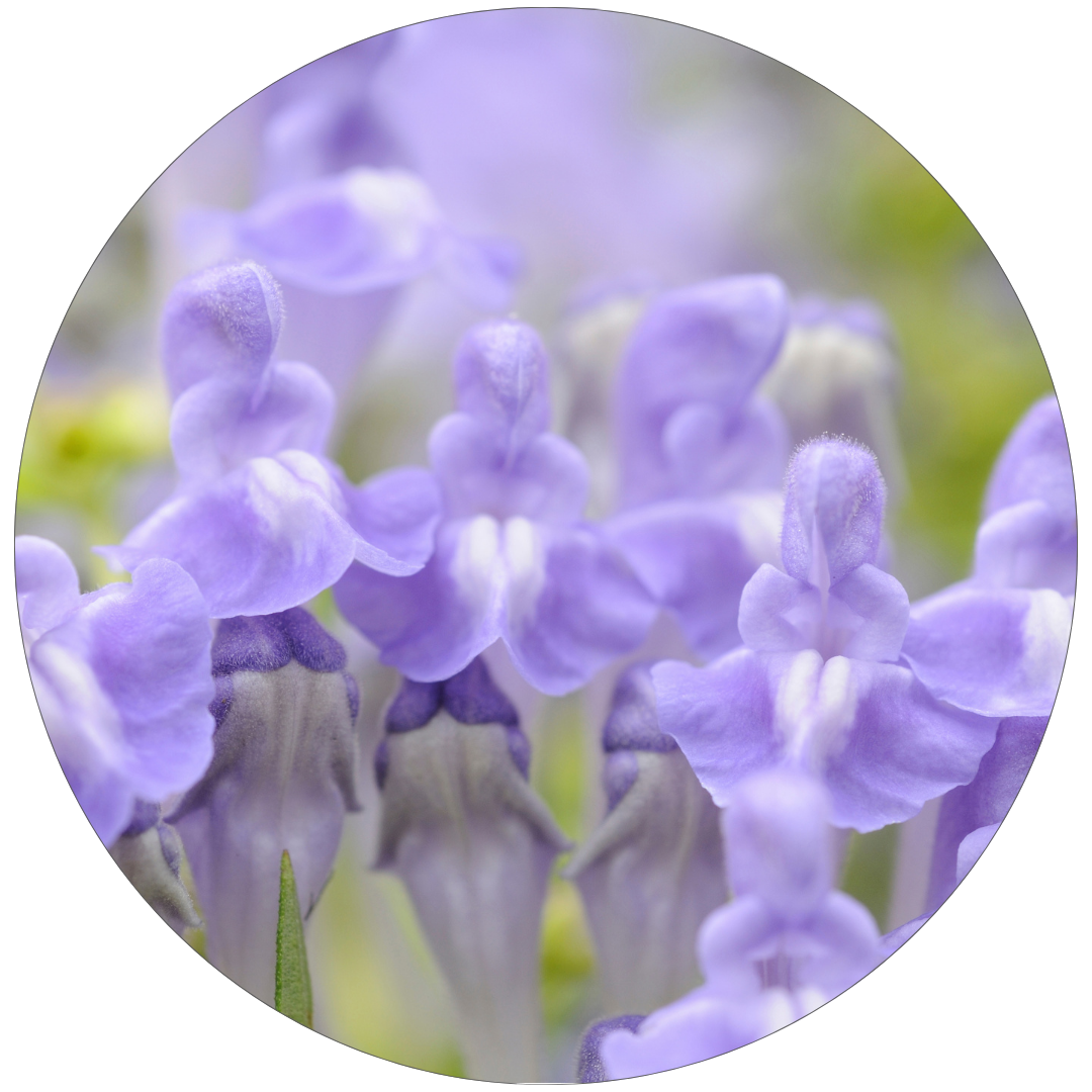 ビルベリー葉エキス